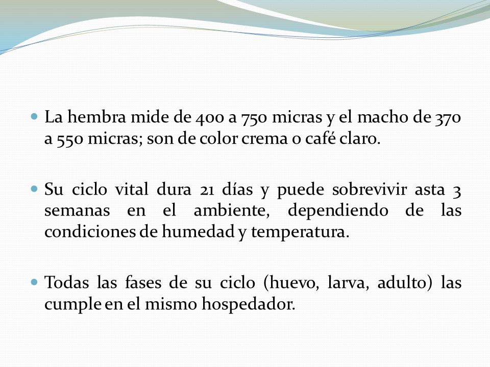 La hembra mide de 400 a 750 micras y el macho de 370 a 550 micras; son de color crema o café claro.