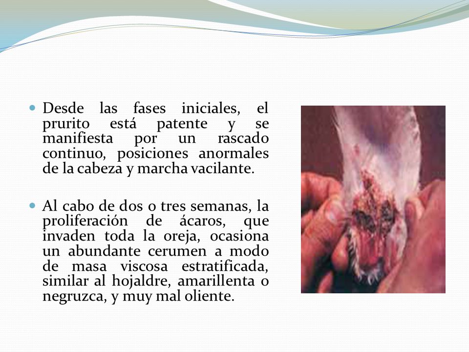 Desde las fases iniciales, el prurito está patente y se manifiesta por un rascado continuo, posiciones anormales de la cabeza y marcha vacilante.