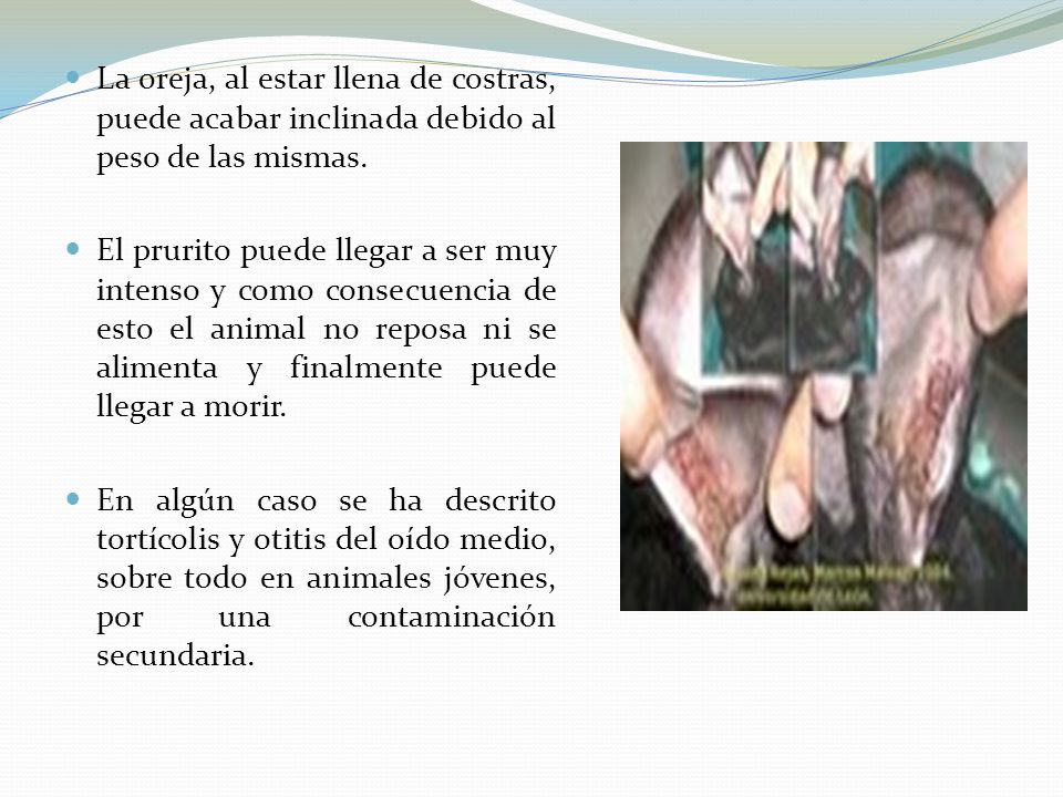 La oreja, al estar llena de costras, puede acabar inclinada debido al peso de las mismas.
