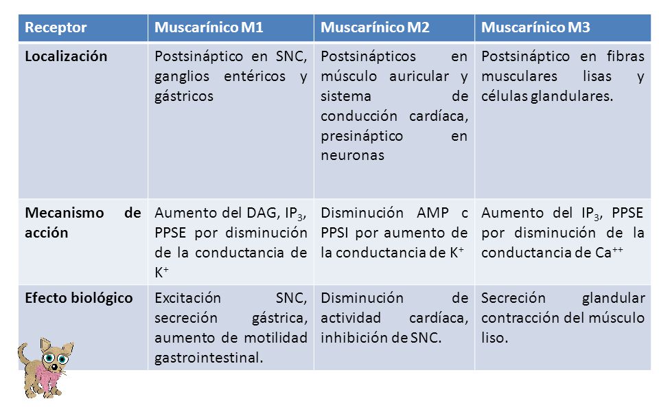 Receptor Muscarínico M1. Muscarínico M2. Muscarínico M3. Localización. Postsináptico en SNC, ganglios entéricos y gástricos.