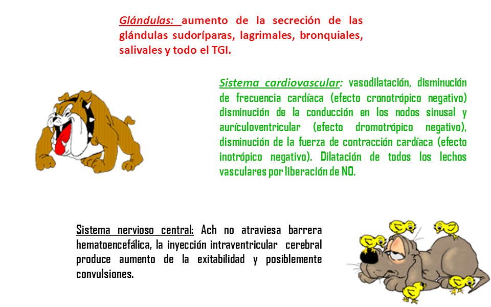 Glándulas: aumento de la secreción de las glándulas sudoríparas, lagrimales, bronquiales, salivales y todo el TGI.