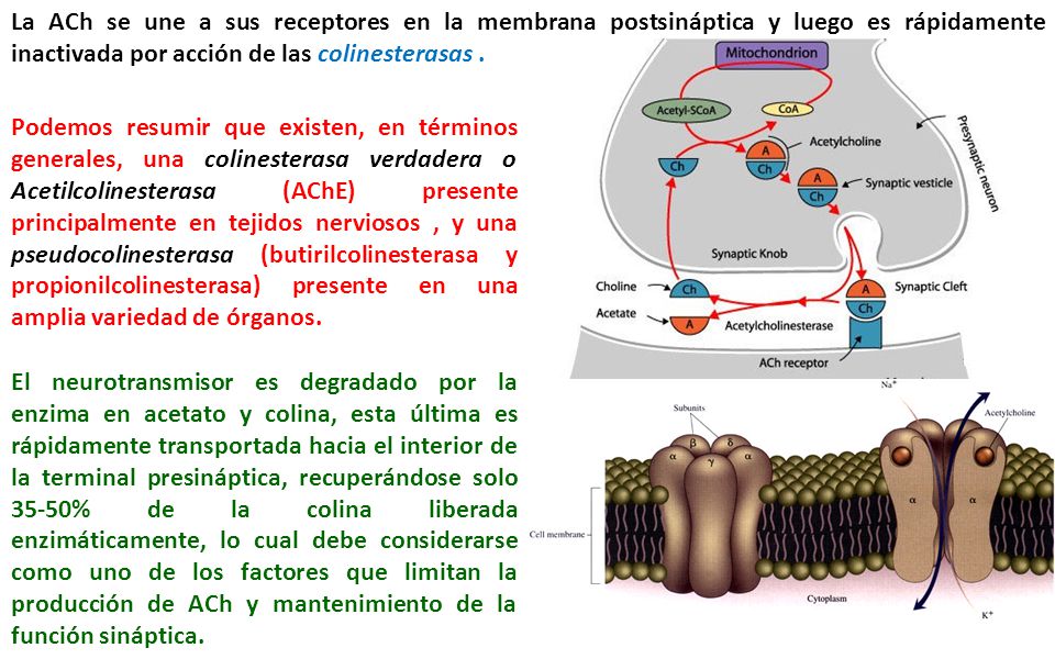 La ACh se une a sus receptores en la membrana postsináptica y luego es rápidamente inactivada por acción de las colinesterasas .