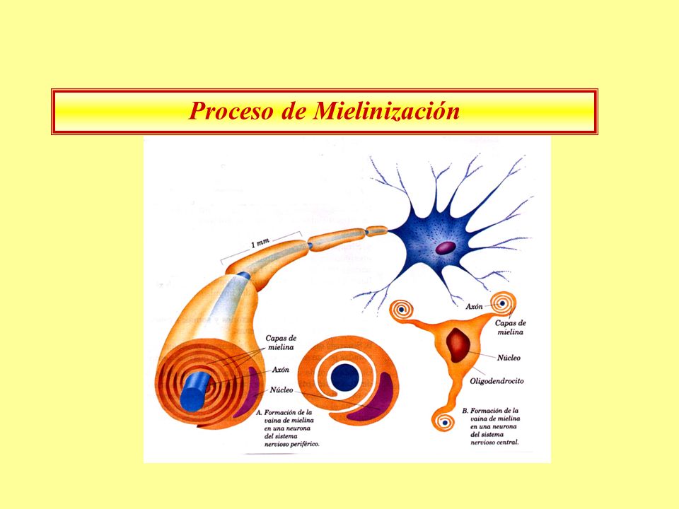Proceso de Mielinización