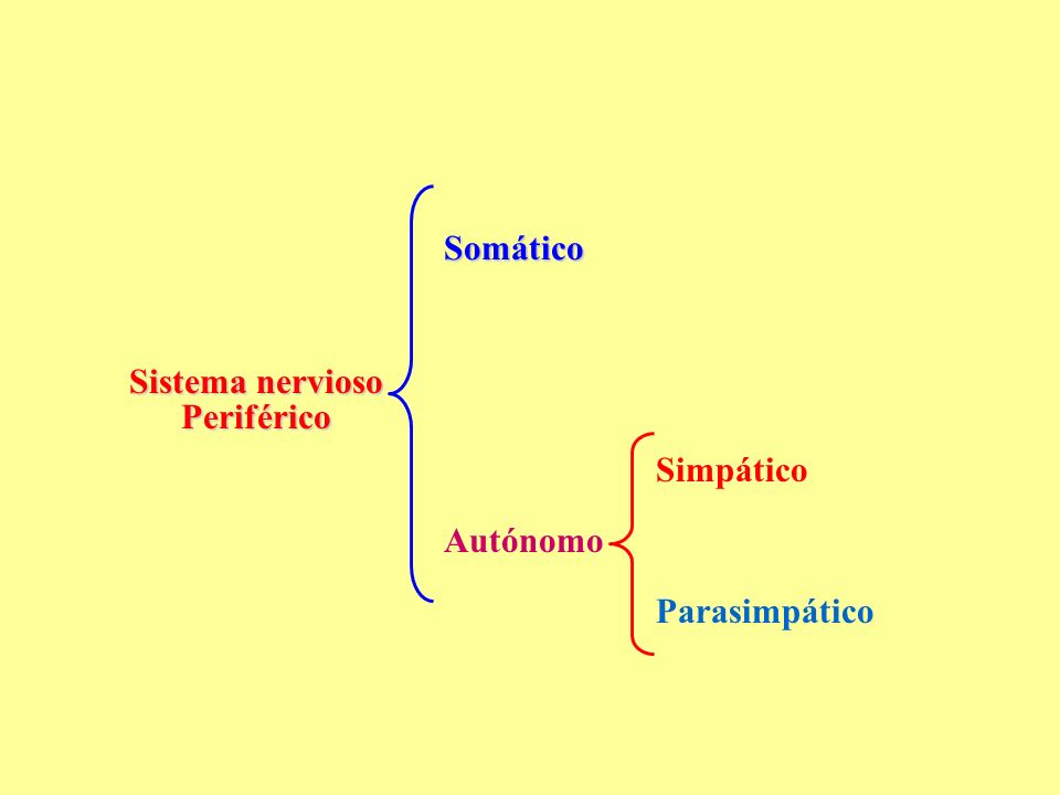 Somático Sistema nervioso Periférico Simpático Autónomo Parasimpático