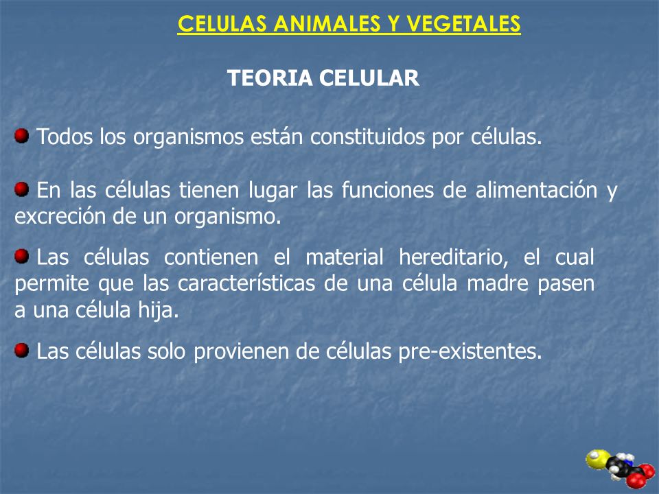 CELULAS ANIMALES Y VEGETALES