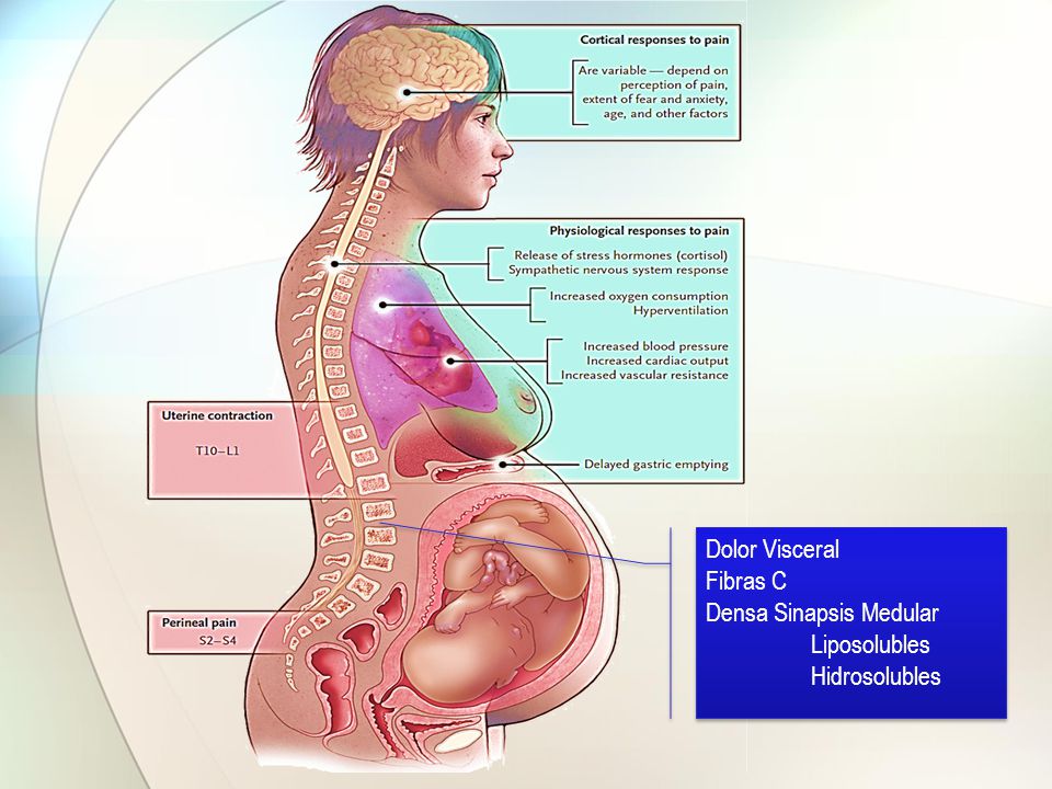 Dolor Visceral Fibras C Densa Sinapsis Medular Liposolubles Hidrosolubles