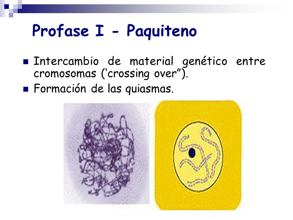 Profase I - Paquiteno Intercambio de material genético entre cromosomas (‘crossing over ).
