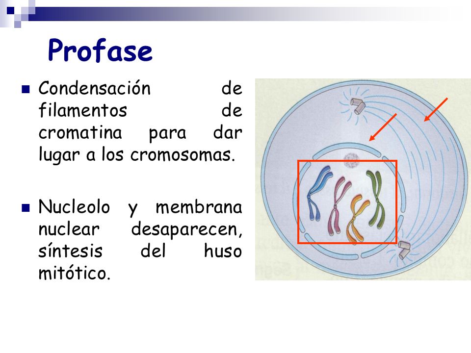 Profase Condensación de filamentos de cromatina para dar lugar a los cromosomas.