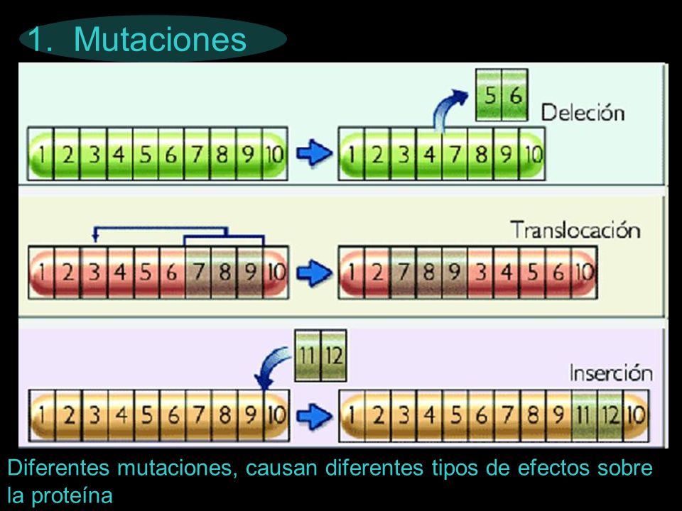 1. Mutaciones Diferentes mutaciones, causan diferentes tipos de efectos sobre la proteína