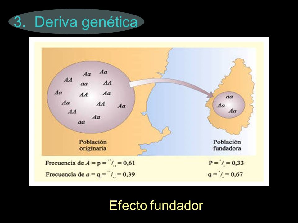 3. Deriva genética Efecto fundador