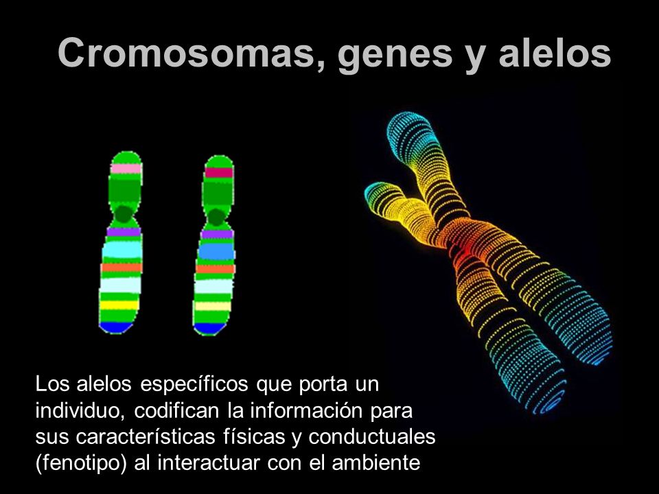Cromosomas, genes y alelos