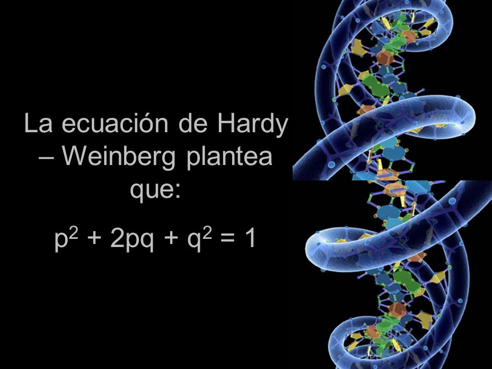 La ecuación de Hardy – Weinberg plantea que:
