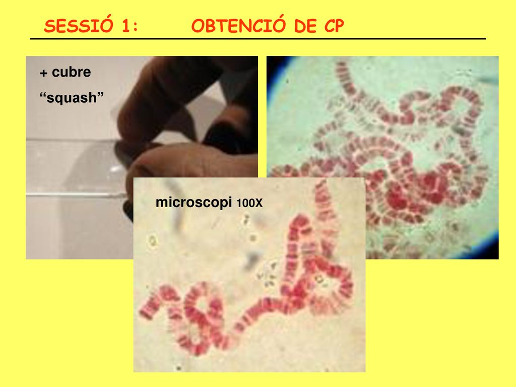 SESSIÓ 1: OBTENCIÓ DE CP + cubre squash microscopi 100X