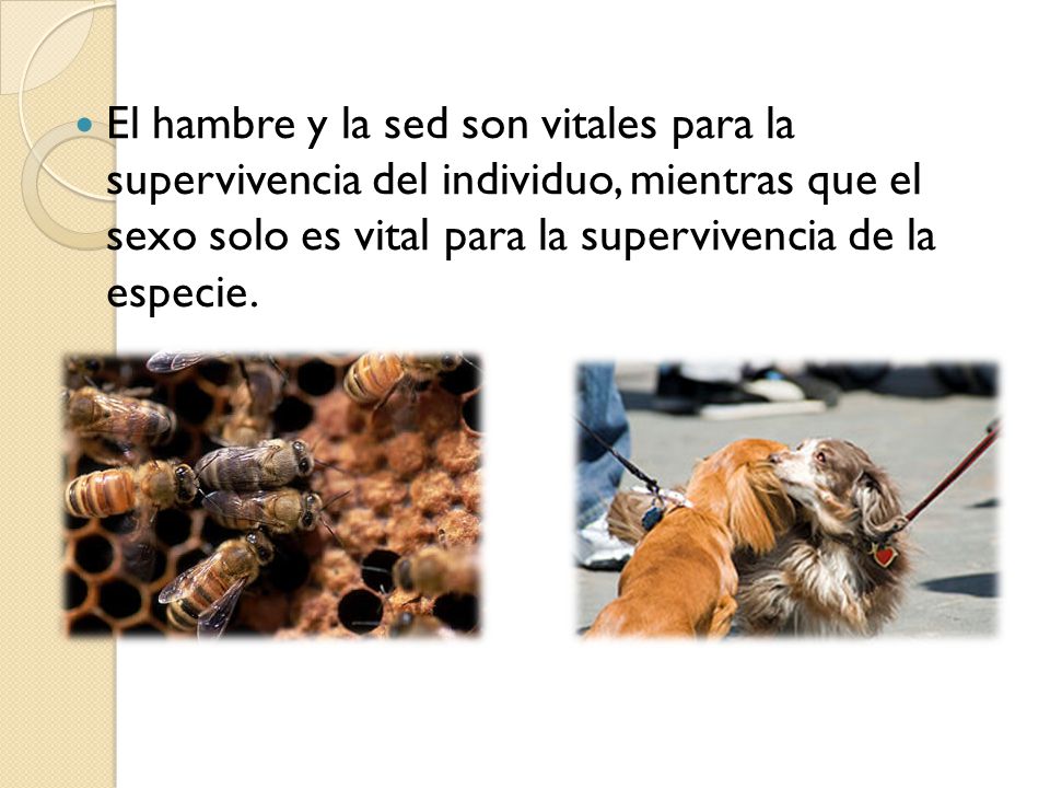 El hambre y la sed son vitales para la supervivencia del individuo, mientras que el sexo solo es vital para la supervivencia de la especie.