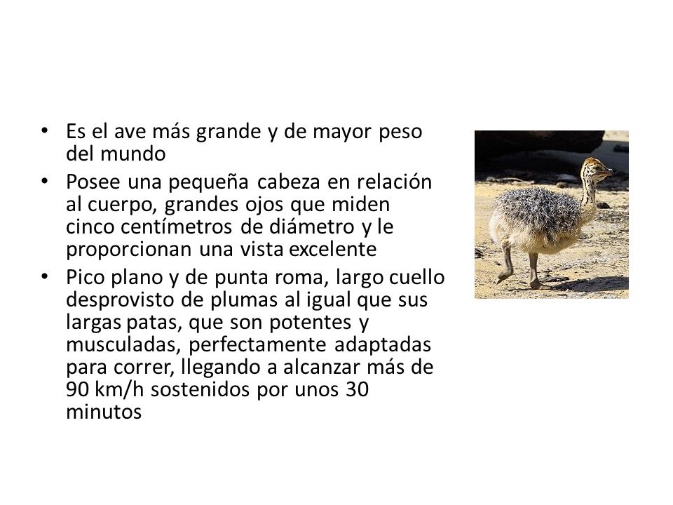 Es el ave más grande y de mayor peso del mundo