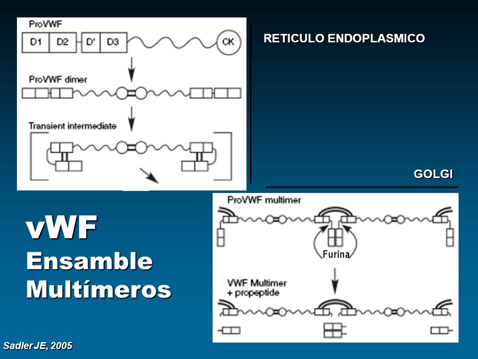 vWF Ensamble Multímeros
