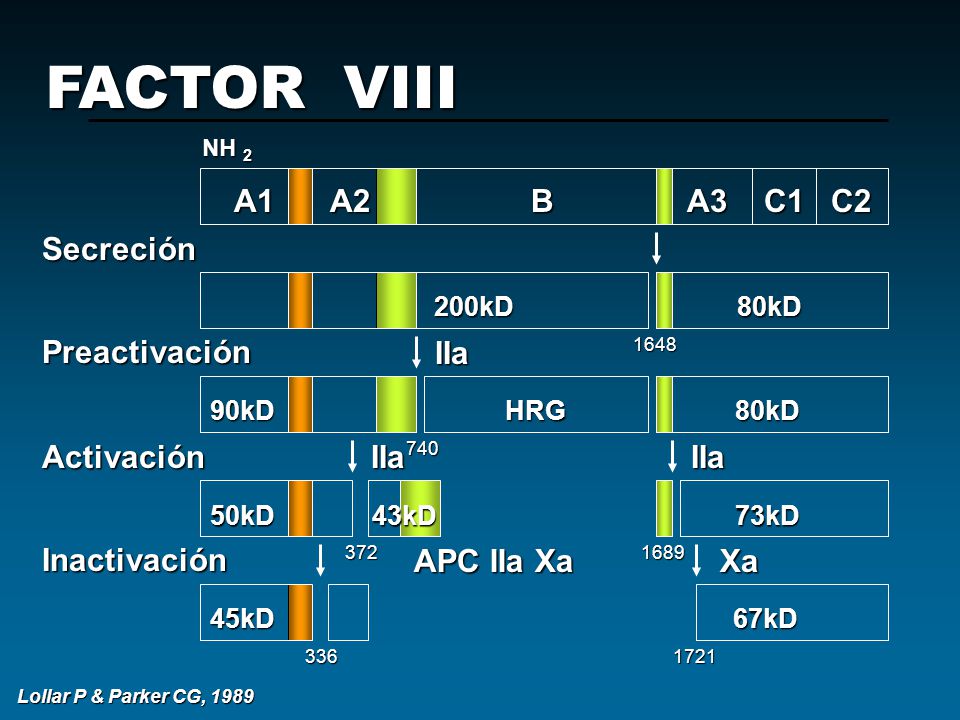 FACTOR VIII A1 A2 B A3 C1 C2 Secreción Preactivación Activación