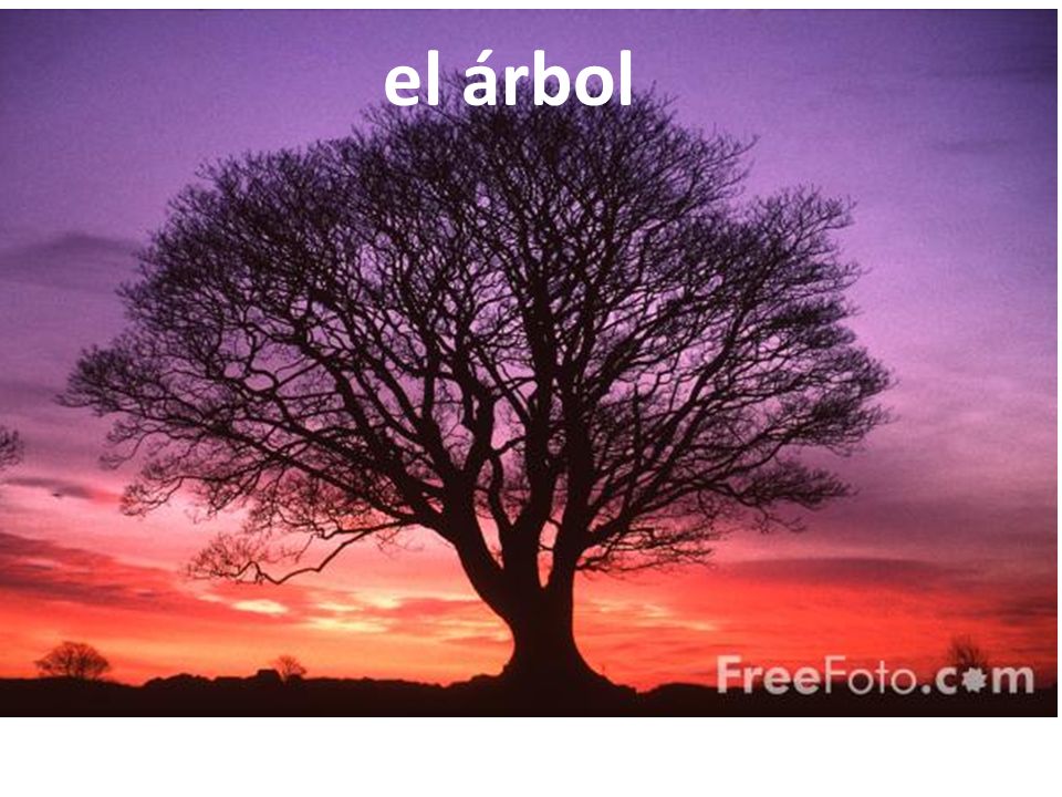 el árbol