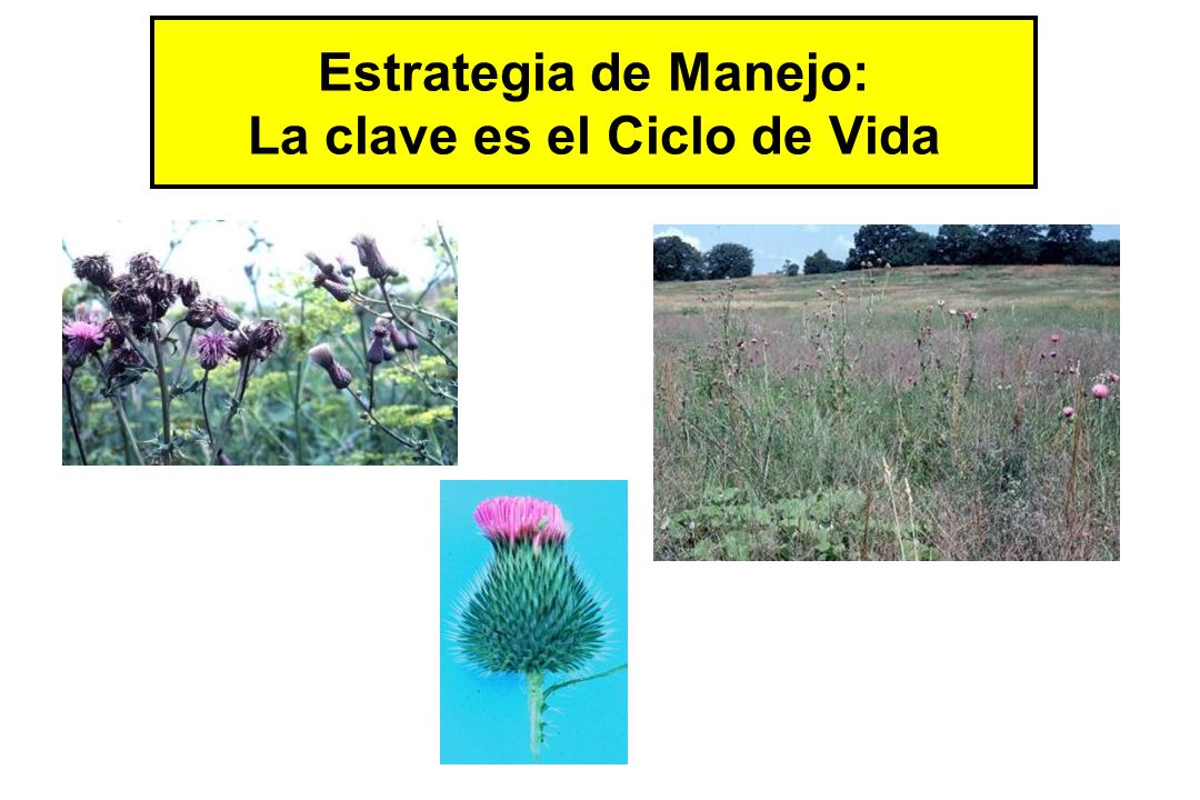 Estrategia de Manejo: La clave es el Ciclo de Vida