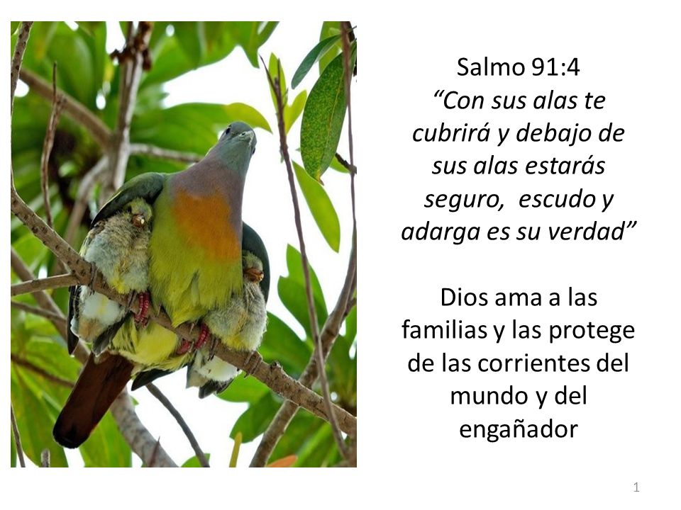 Salmo 91:4 Con sus alas te cubrirá y debajo de sus alas estarás seguro, escudo y adarga es su verdad Dios ama a las familias y las protege de las corrientes del mundo y del engañador