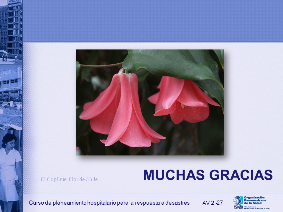 MUCHAS GRACIAS El Copihue, Flor de Chile AV 2 -