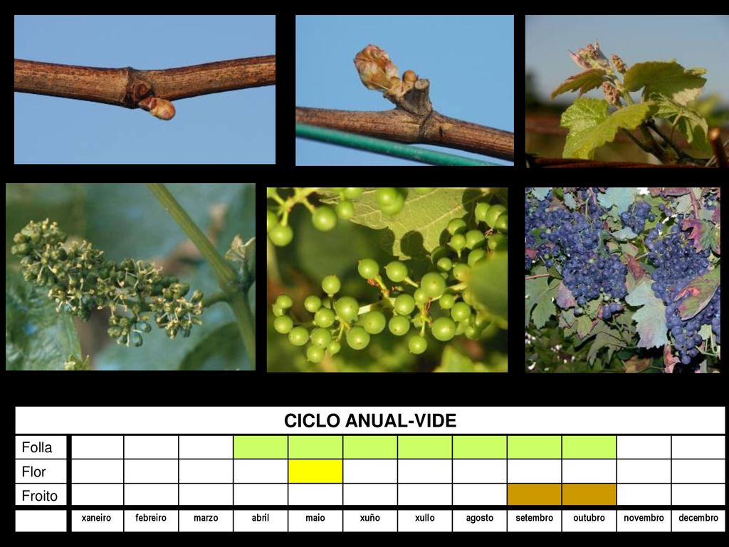 CICLO ANUAL-VIDE Folla Flor Froito xaneiro febreiro marzo abril maio