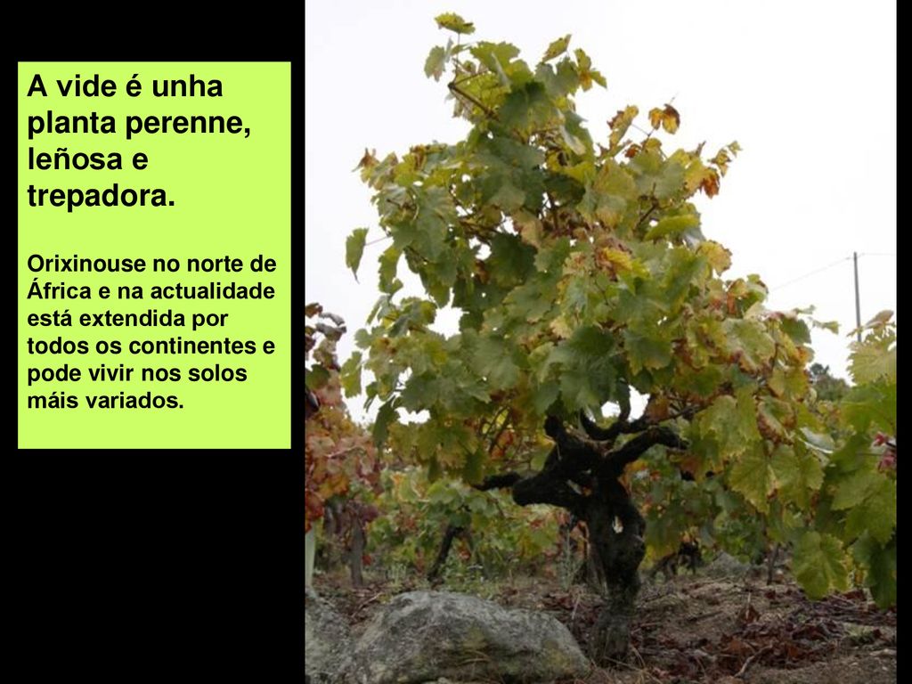 A vide é unha planta perenne, leñosa e trepadora.