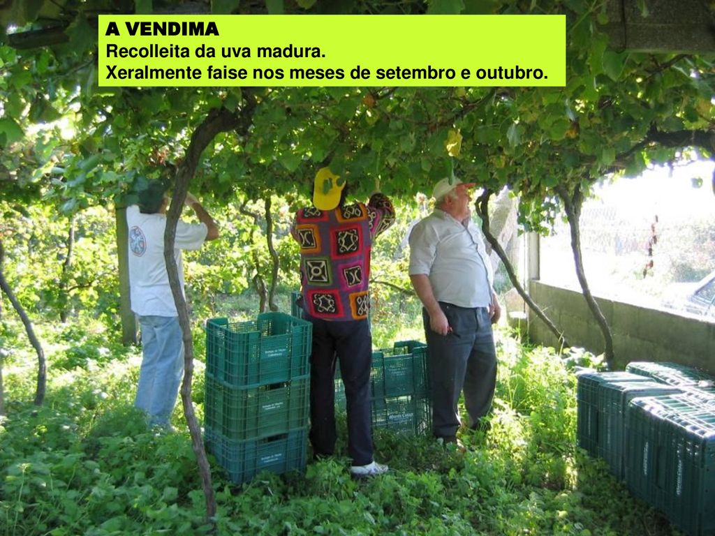 A VENDIMA Recolleita da uva madura. Xeralmente faise nos meses de setembro e outubro.
