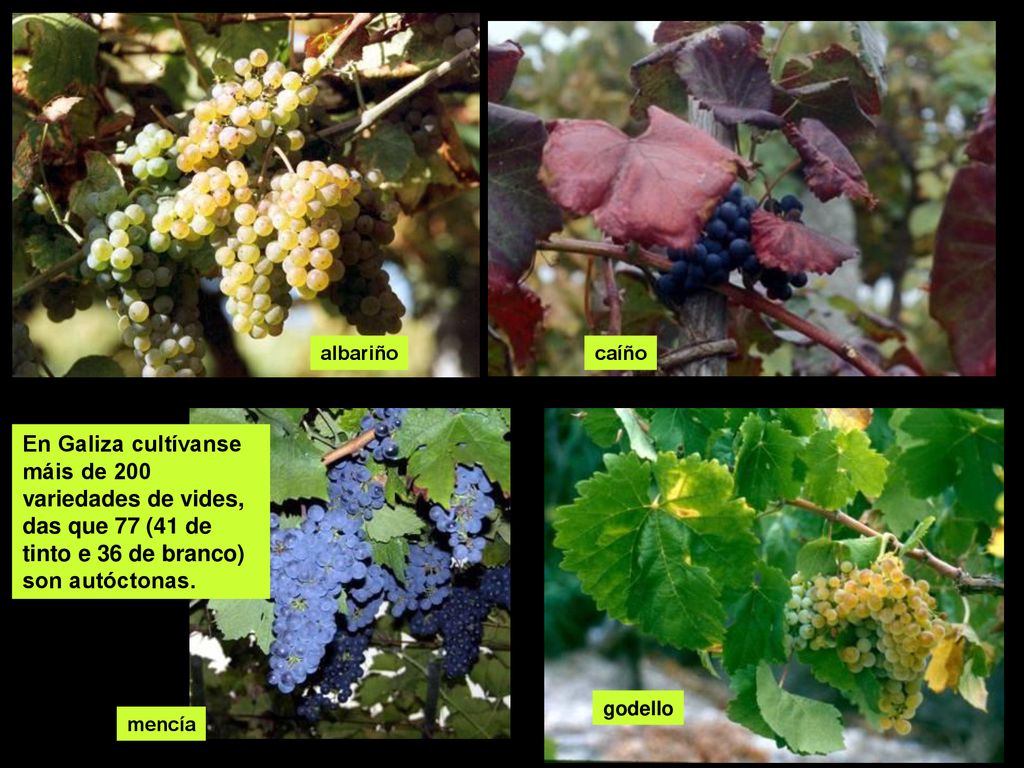 albariño caíño. En Galiza cultívanse máis de 200 variedades de vides, das que 77 (41 de tinto e 36 de branco) son autóctonas.