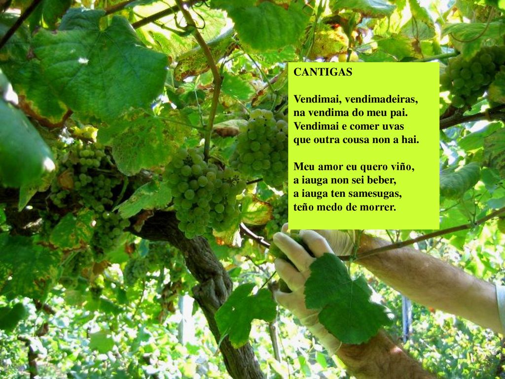 CANTIGAS Vendimai, vendimadeiras, na vendima do meu pai. Vendimai e comer uvas. que outra cousa non a hai.