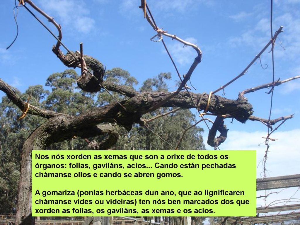 Nos nós xorden as xemas que son a orixe de todos os órganos: follas, gaviláns, acios... Cando están pechadas chámanse ollos e cando se abren gomos.