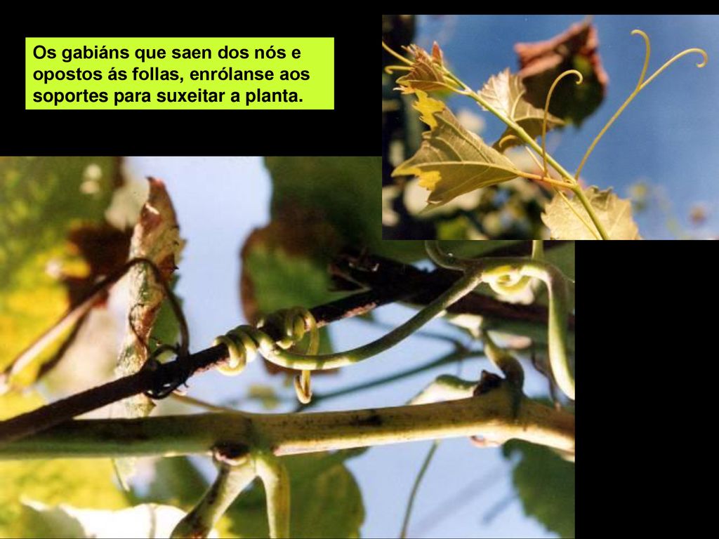 Os gabiáns que saen dos nós e opostos ás follas, enrólanse aos soportes para suxeitar a planta.