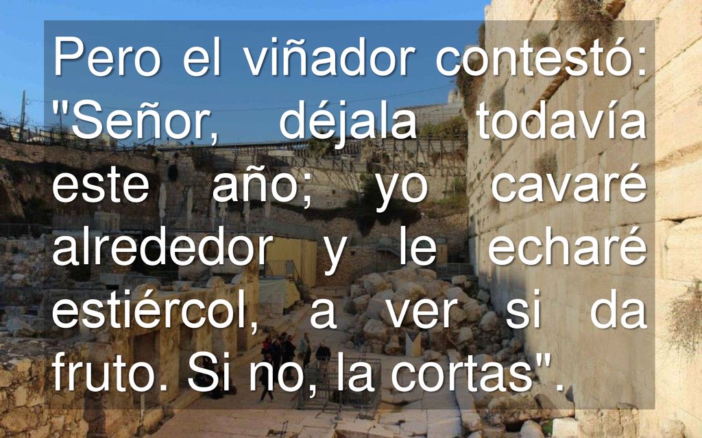 Pero el viñador contestó: Señor, déjala todavía este año; yo cavaré alrededor y le echaré estiércol, a ver si da fruto.