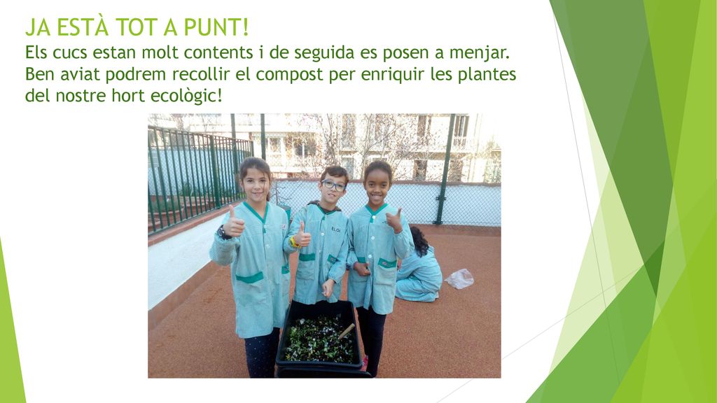 JA ESTÀ TOT A PUNT. Els cucs estan molt contents i de seguida es posen a menjar.