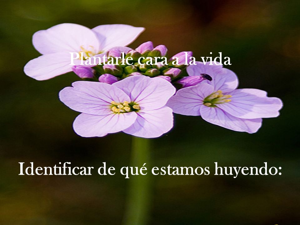 Plantarle cara a la vida Identificar de qué estamos huyendo: