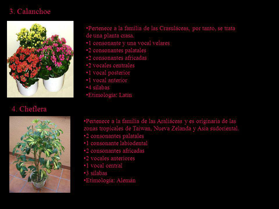 3. Calanchoe Pertenece a la familia de las Crasuláceas, por tanto, se trata. de una planta crasa. 1 consonante y una vocal velares.