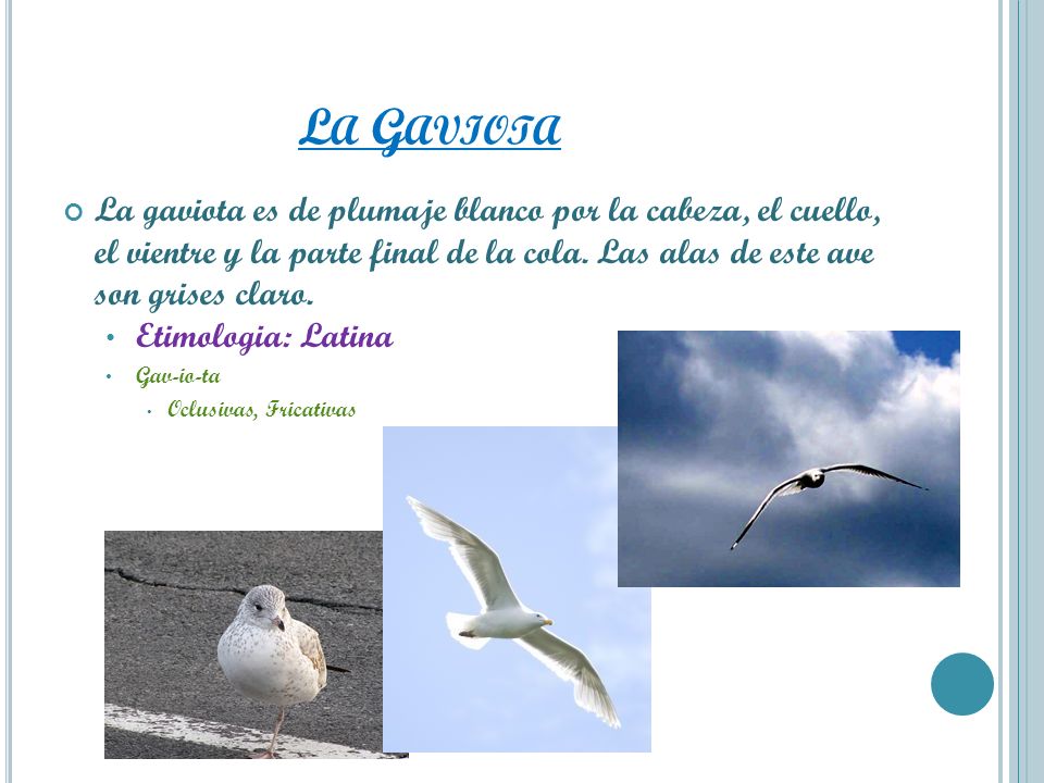 La Gaviota La gaviota es de plumaje blanco por la cabeza, el cuello, el vientre y la parte final de la cola. Las alas de este ave son grises claro.