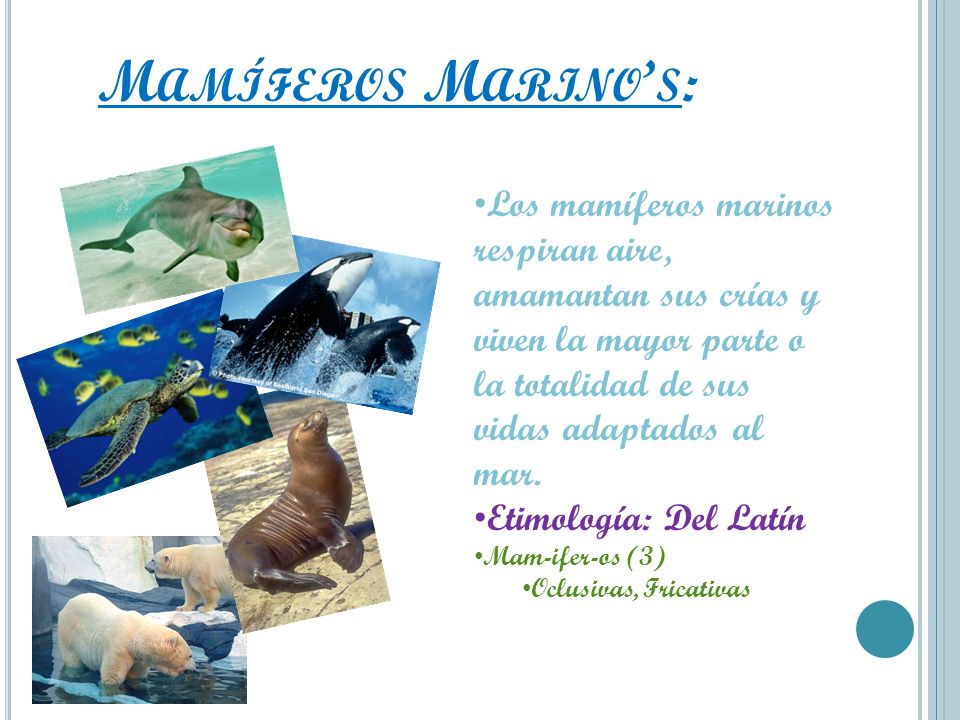 Mamíferos Marino’s: Los mamíferos marinos respiran aire, amamantan sus crías y viven la mayor parte o la totalidad de sus vidas adaptados al mar.