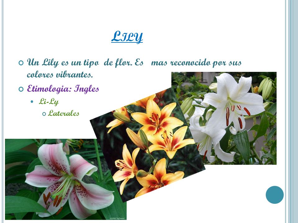 Lily Un Lily es un tipo de flor. Es mas reconocido por sus colores vibrantes. Etimologia: Ingles.