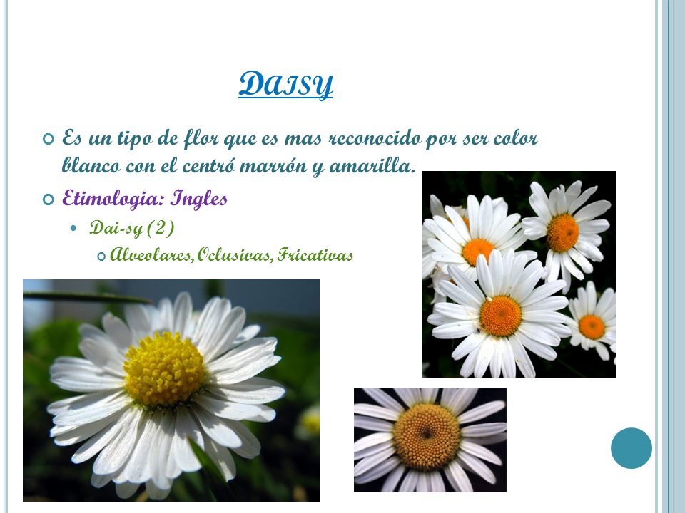 Daisy Es un tipo de flor que es mas reconocido por ser color blanco con el centró marrón y amarilla.