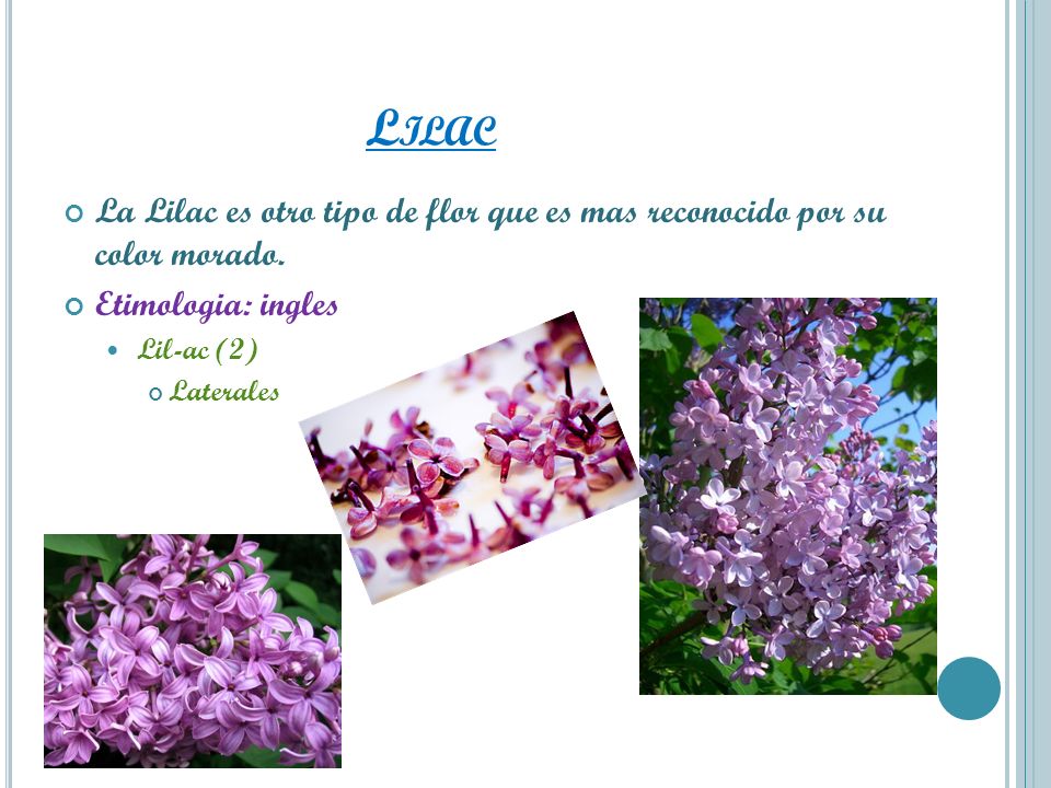 Lilac La Lilac es otro tipo de flor que es mas reconocido por su color morado. Etimologia: ingles.