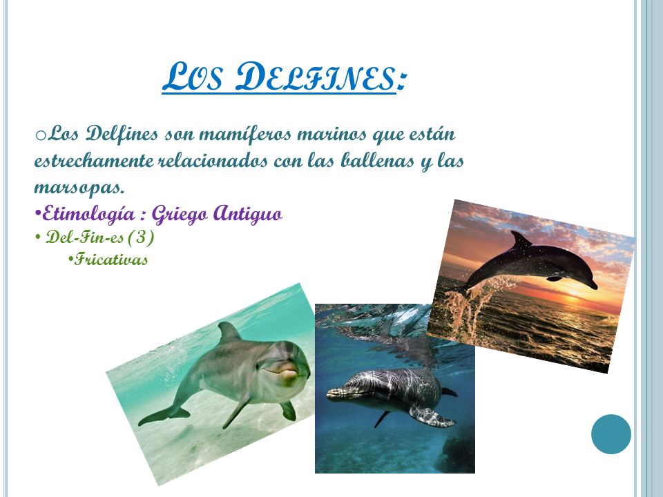 Los Delfines: Los Delfines son mamíferos marinos que están estrechamente relacionados con las ballenas y las marsopas.
