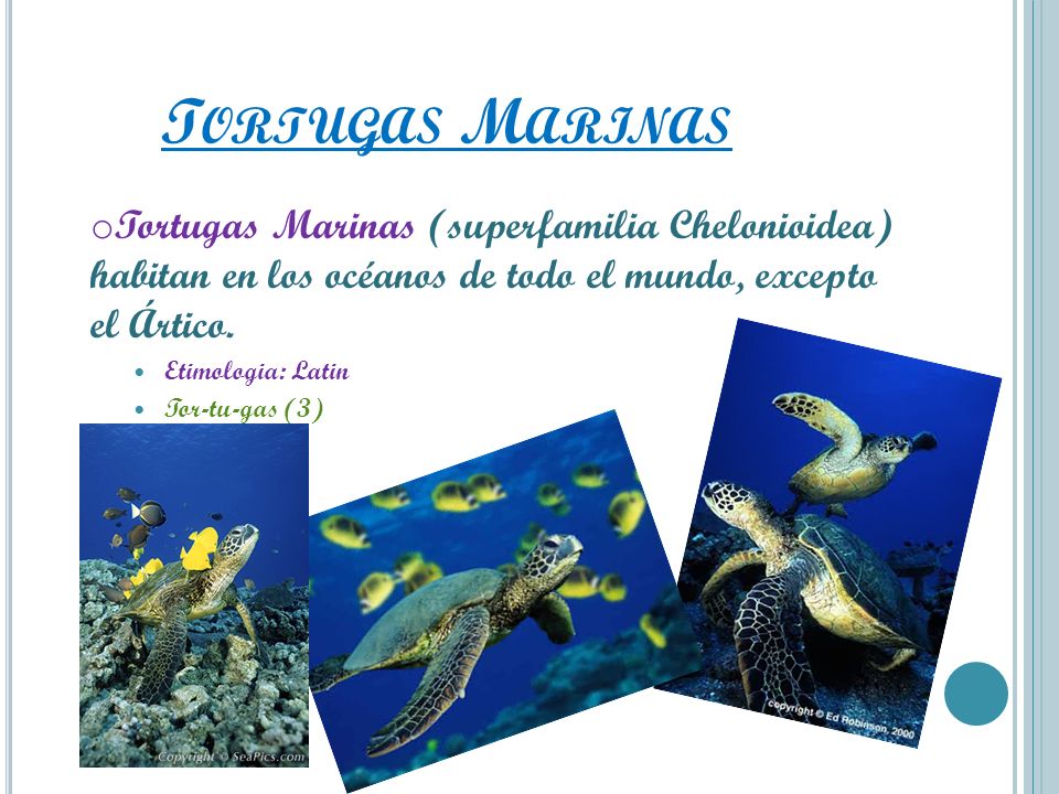 Tortugas Marinas Tortugas Marinas (superfamilia Chelonioidea) habitan en los océanos de todo el mundo, excepto el Ártico.