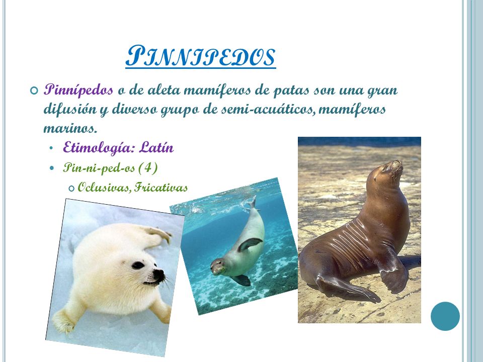 Pinnipedos Pinnípedos o de aleta mamíferos de patas son una gran difusión y diverso grupo de semi-acuáticos, mamíferos marinos.