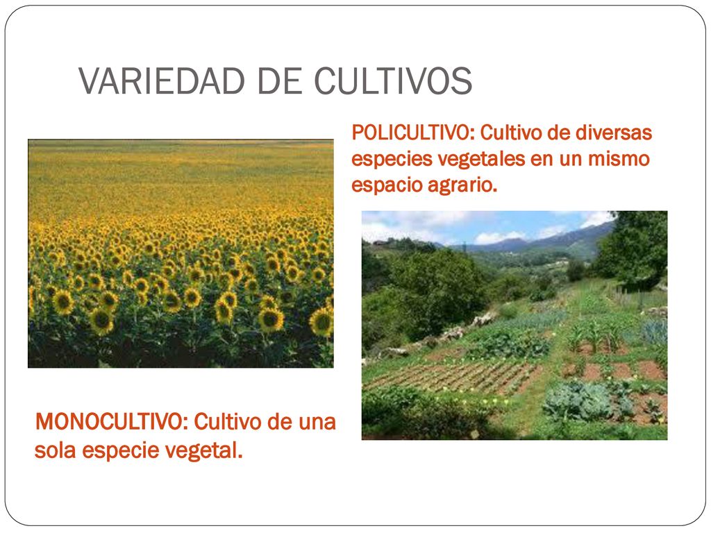 VARIEDAD DE CULTIVOS MONOCULTIVO: Cultivo de una sola especie vegetal.