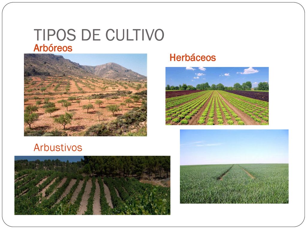 TIPOS DE CULTIVO Arbóreos Herbáceos Arbustivos