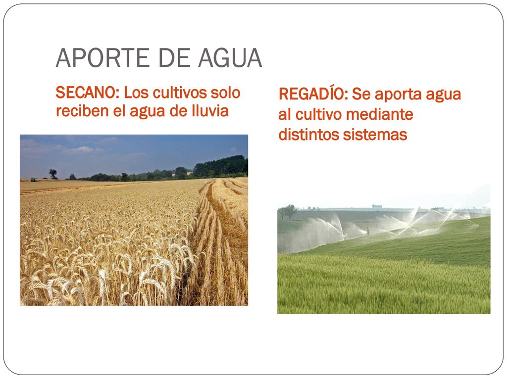 APORTE DE AGUA SECANO: Los cultivos solo reciben el agua de lluvia.