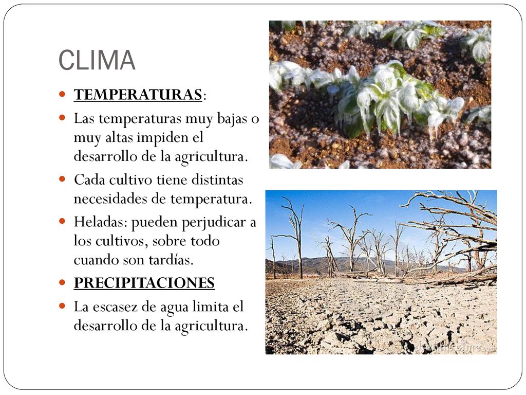 CLIMA TEMPERATURAS: Las temperaturas muy bajas o muy altas impiden el desarrollo de la agricultura.