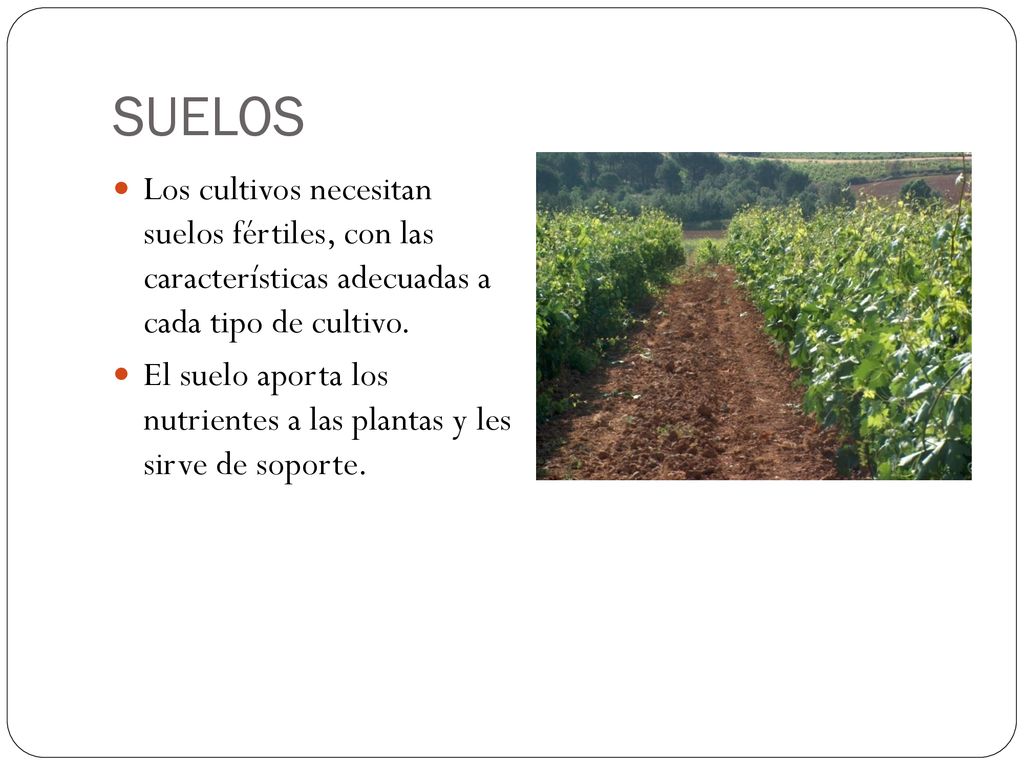 SUELOS Los cultivos necesitan suelos fértiles, con las características adecuadas a cada tipo de cultivo.