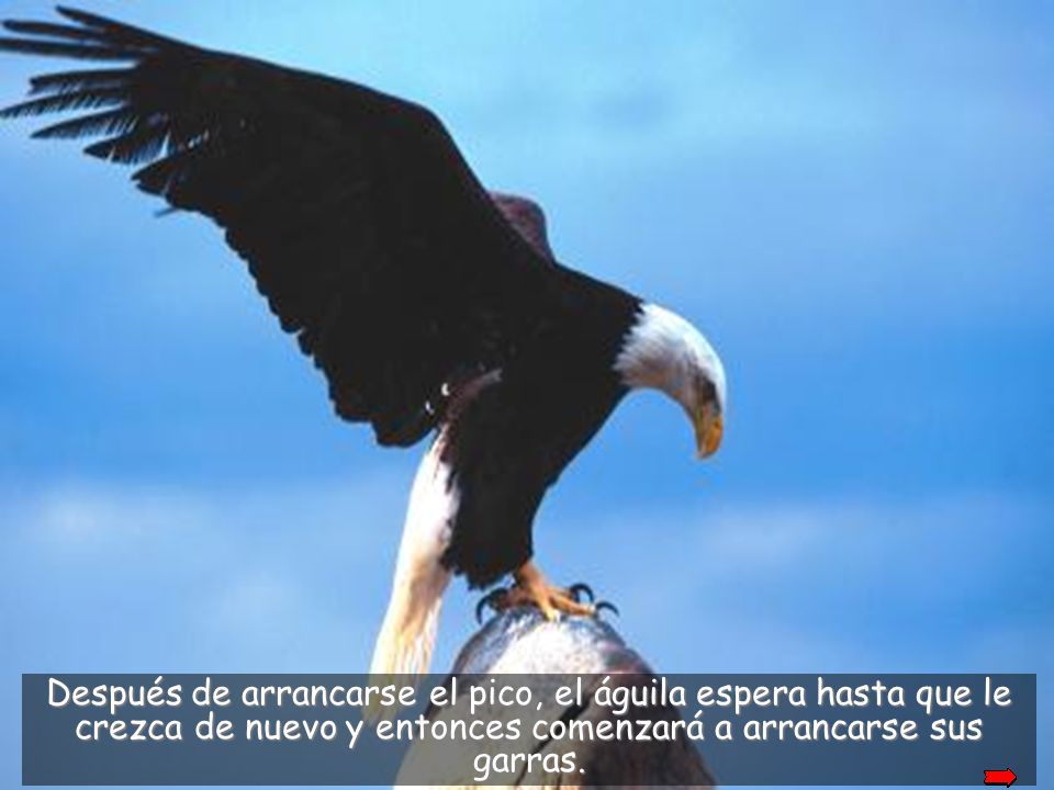After plucking it out, the eagle will wait for a new beak to grow back and then it will pluck out its’ talons